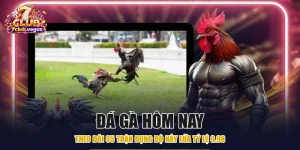 Đá Gà Hôm Nay - Theo Dõi 35 Trận Đụng Độ Nảy Lửa Tỷ Lệ 0.98