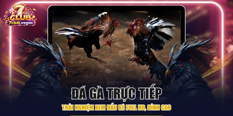 Đá Gà Trực Tiếp - Trải Nghiệm Xem Đấu Kê Full HD, Đỉnh Cao