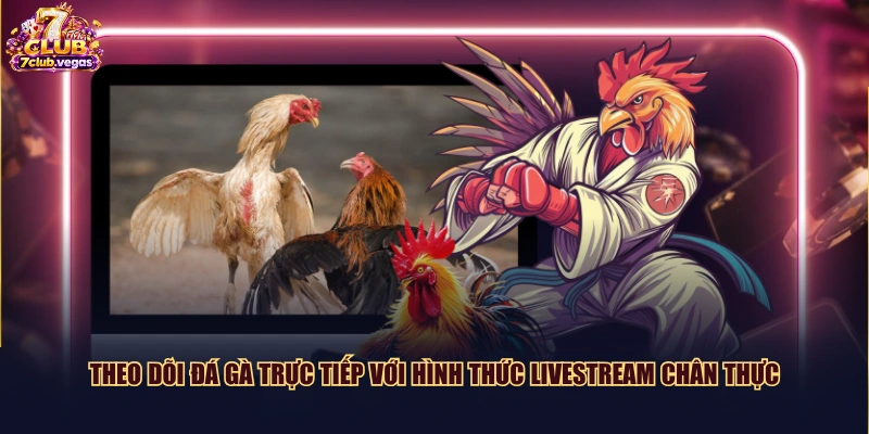Theo dõi đá gà trực tiếp với hình thức livestream chân thực